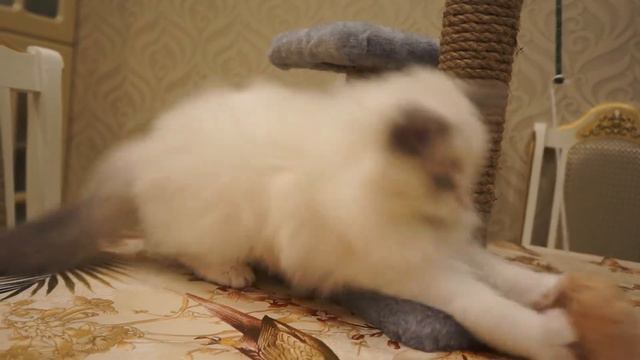 Clarus Woolly Bolls. 28.08.019 г.р. Дата съемки 15.12.2019 смотреть онлайн