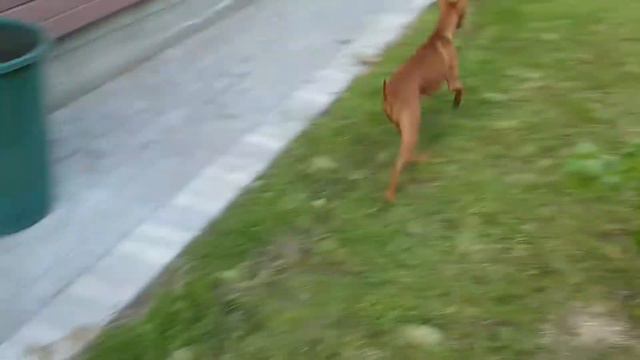 Чирнеко дача) смотреть онлайн