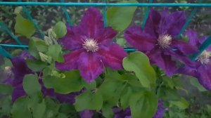 Клематис Юлька . Clematis Julka . Польские сорта клематисов .