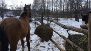 КАК ПРОХОДИТ ОТЪЕМ ЖЕРЕБЕНКА ОТ МАТЕРИ. ЧТО С МАЛЕНЬКИМИ ПОРОСЯТАМИ КОТОРЫХ КУПИЛИ НА РЫНКЕ