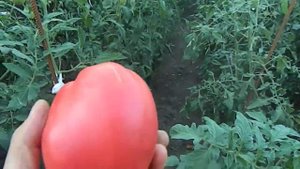 Томат Задница обезьяны. Созревание плодов.