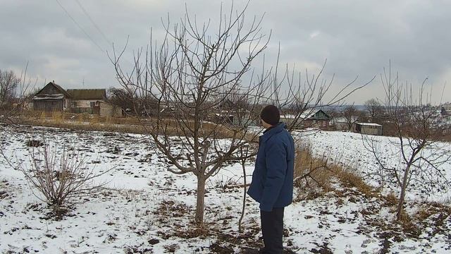 Строение плодового дерева это ДОЛЖЕН ЗНАТЬ КАЖДЫЙ!!! смотреть онлайн