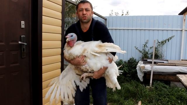 Индюки Хайбрид Конвертер 6 месяцев