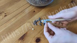 Кедровый орех в скорлупе