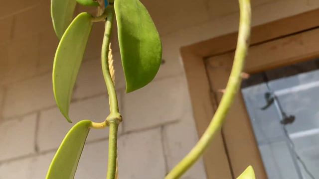 Hoya Meliflua/ഹോയ മെലിഫ്ലുആ #Short смотреть онлайн