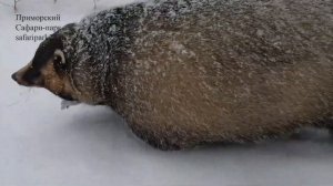 ОКРУГЛИЛИСЬ К ЗИМЕ БАРСУКИ