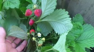 Выращивание и уход за ремонтантной земляникой.