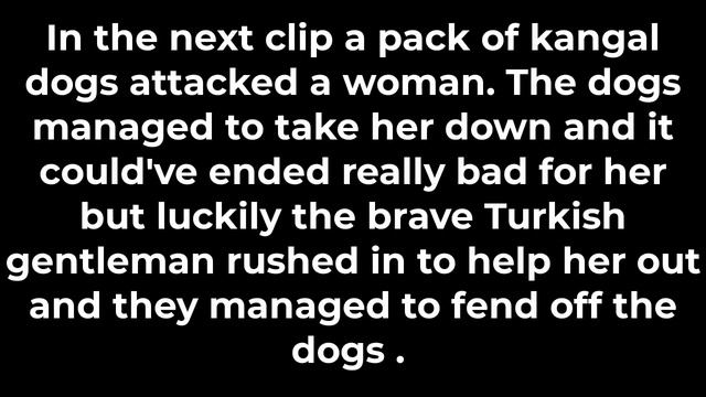 When Kangals Attack - Only in Turkey!!! смотреть онлайн