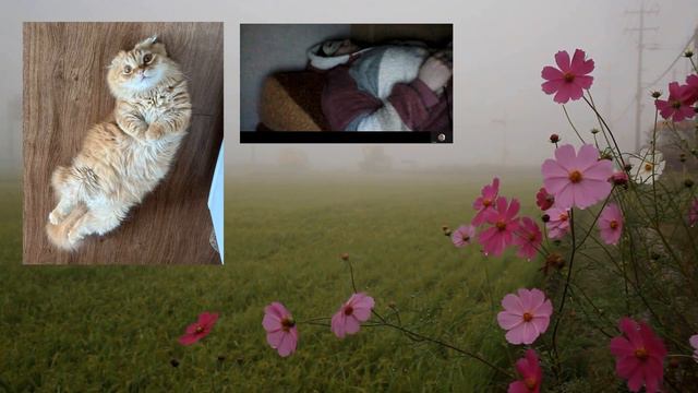 Заболел питомец 😿