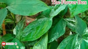 How to care for syngonium podophyllum/ Albo variegatium Marble Singhonium plant /variegated Aerohea