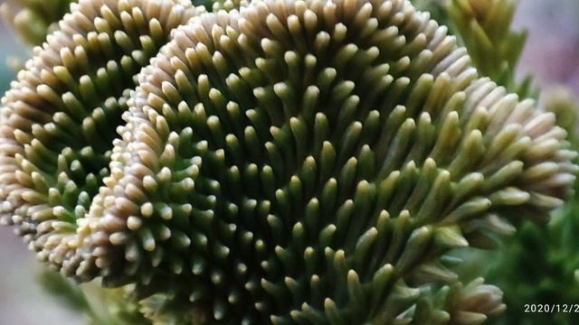 Криптомерия Кристата (Cryptomeria Japonica Cristata)