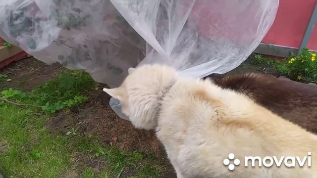 Хаски на даче.Объели все кусты. смотреть онлайн