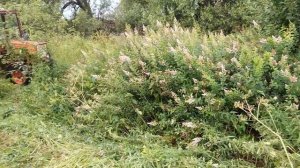 ИСКАТЕЛИ НА ТРАКТОРЕ В ЗАБРОШЕННОЙ ДЕРЕВНЕ! ОТЛИЧНЫЙ КОП ПО СТАРИНЕ, НАШЛИ МОНЕТЫ И СТАРЫЕ НАХОДКИ!