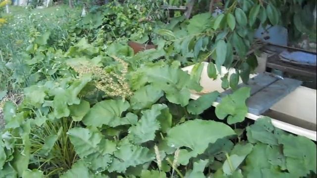 Лечение кисты печени лопухом. Салат из огурцов,из кабачков на зиму.