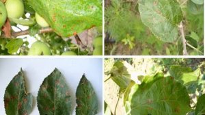 Чем обработать яблони после цветения от вредителей и болезней