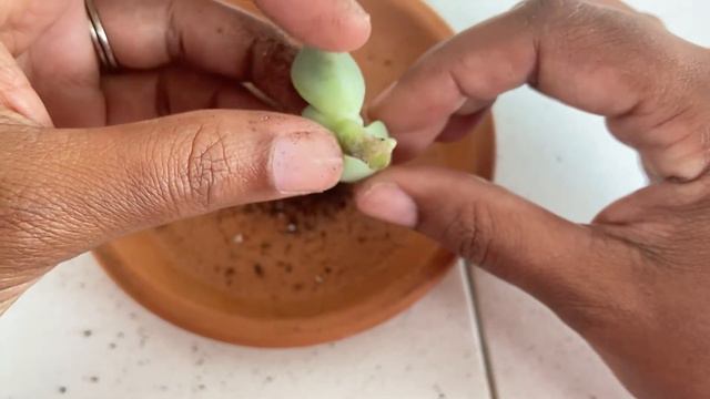 Qué dicen las hojas de mis suculentas l Aprende a identificarlas con Rosaly Rentas смотреть онлайн