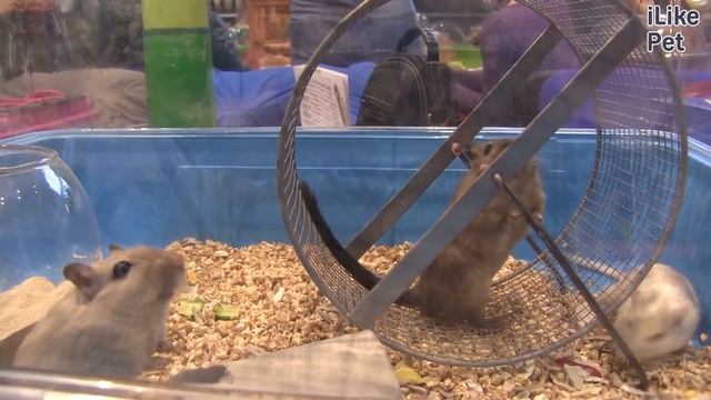 Монгольская  песчанка Здоровье на ilikepet