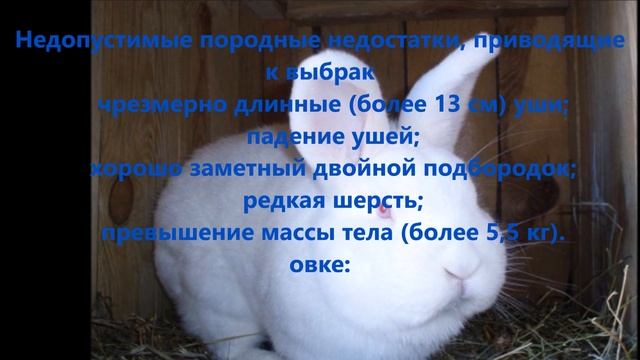 Белые и красные кролики Новозеландской породы смотреть онлайн