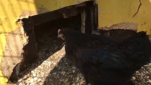 Курица Чешский Доминант. В гостях у курочек Вадима