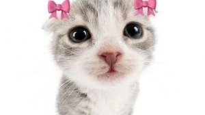 Жидкий кот ищет своих друзей #2