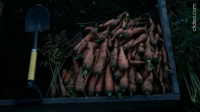 Урожай моркови.Вокруг все строят, режут,стучат,копают а у меня морковь -не ждёт.#video#shortvideo смотреть онлайн