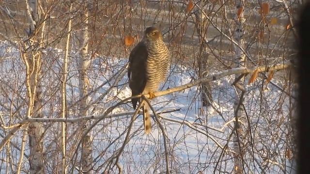 ястреб перепелятник голодный охотится смотреть онлайн