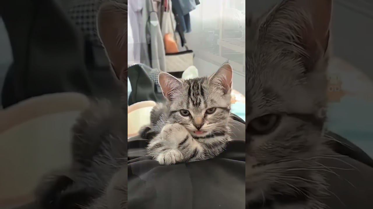 Забавные собаки, кошки и птицы Funny dogs, cats and birds смотреть онлайн