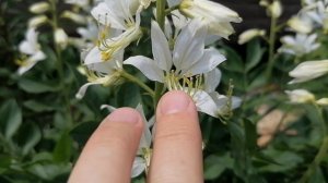 Ясенец белый (Dictamnus albus) или Диктамнус в нашем саду в мае 2024.