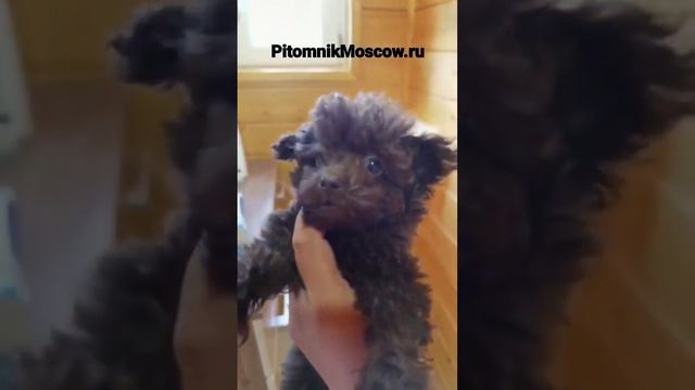 #PitomnikMoscow микро Той-пудель до 2 кг до 20см. смотреть онлайн