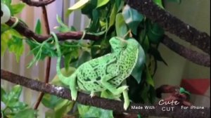 Yemen chameleon changing colour and patterns