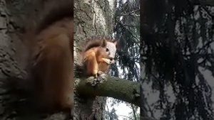 Соседка по даче