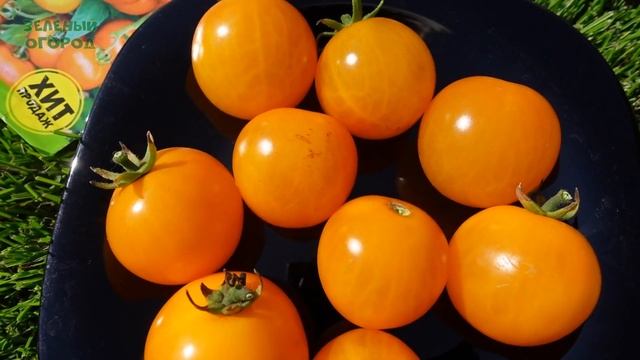 Томат ЗОЛОТОЙ АЛТЫН. Обзор сортов ТОМАТОВ! смотреть онлайн