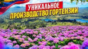 Тайна раскрыта! Плантации красят гортензии | Плантация Sky Flowers | Колумбия | Цветы оптом