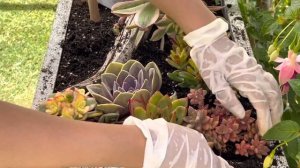 How to make a Succulent Arrangement in a Big, Tall, Deep Pot