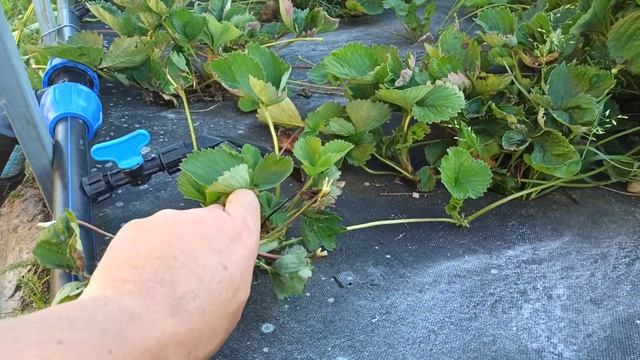 Проверка как сработали биопрепараты. смотреть онлайн