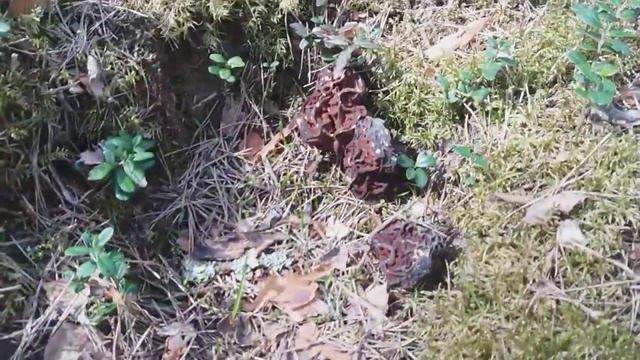 Где растут строчки и сморчки | медвежьи следы смотреть онлайн