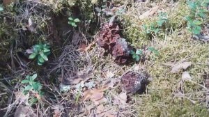 Где растут строчки и сморчки | медвежьи следы