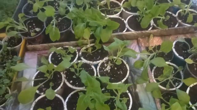 #петунияизсемян ПЕТУНИЯ ПЕРЕВАЛКА ПРИЩИПКА#наизнанку #прищипка#пикировкарассады #пикировкапетунии