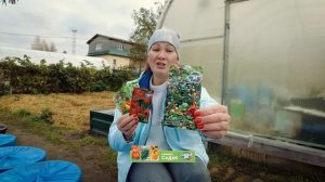 Готовим к посадке острые декоративные перцы заранее!
