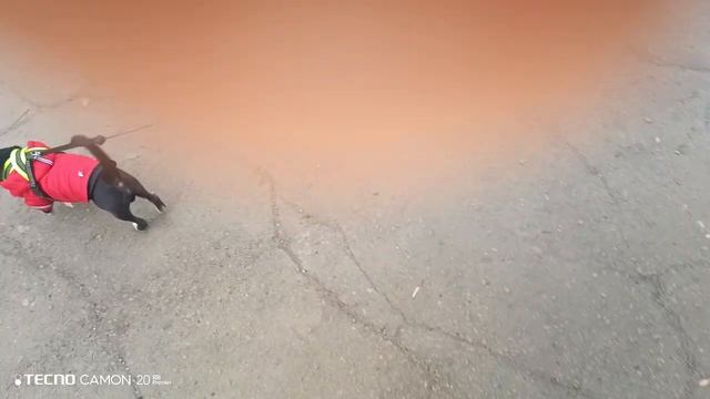 Чих на прогулке.Утро