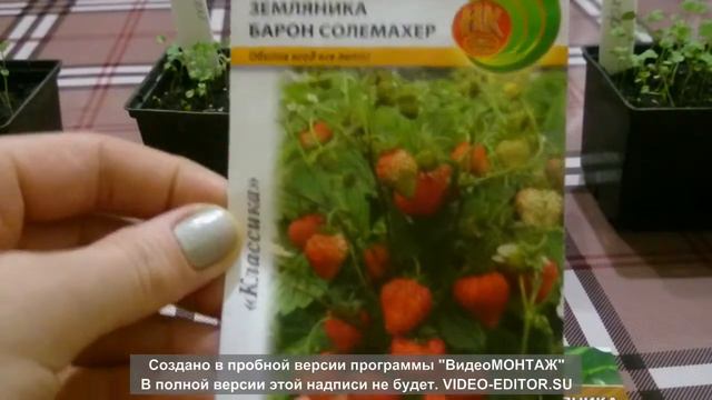 Простой способ выращивания садовой земляники.