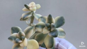 Graptoveria Titubans