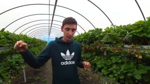 Клубника в открытом грунте. Посадка клубники (земляники) под выращивание в открытом грунте