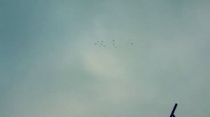 Голоби кружат над голубятней