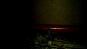 Гунькины орешки