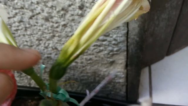 Polinização Manual de Amarílis (Curiosidades) #9 смотреть онлайн