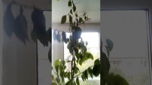 Лимонное дерево выращенное дома