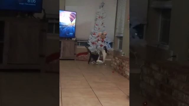 Ёлка и две кошки.mp4 смотреть онлайн