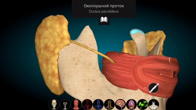 Всё о слюнных железах. Спланхнология смотреть онлайн