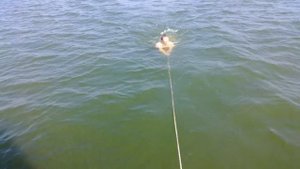 Охота на акул на живца